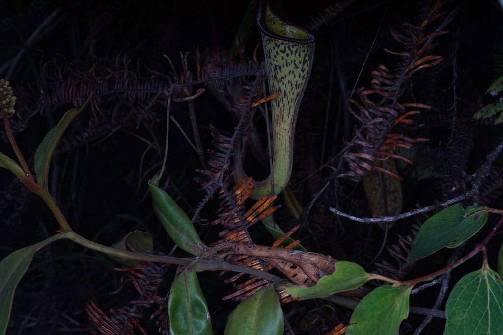 Nepenthes zakriana Jebb & Cheek 2