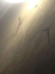 Anolis cristatellus cristatellus