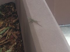 Anolis cristatellus cristatellus