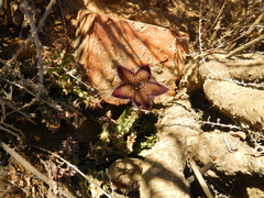 Tridentea gemmiflora