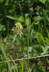 Carex longirostrata