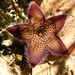 Tridentea gemmiflora - Photo (c) kevinjolliffe, osa oikeuksista pidätetään (CC BY-NC)