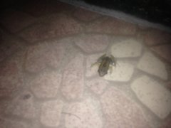 Eleutherodactylus lentus