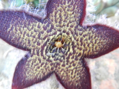 Tridentea gemmiflora