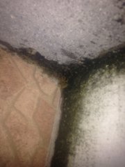 Eleutherodactylus lentus