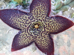 Tridentea gemmiflora