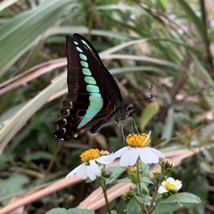 Graphium sarpedon connectens