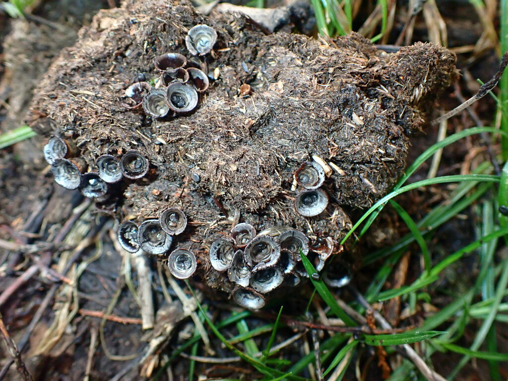 dungloving bird's nest fungus in August 2023 by ozarkpoppy · iNaturalist