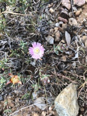 Lampranthus productus