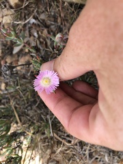 Lampranthus productus