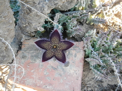 Tridentea gemmiflora