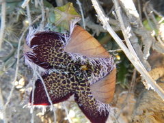 Tridentea gemmiflora