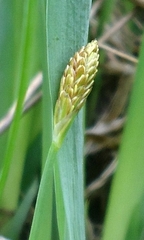 Carex longirostrata