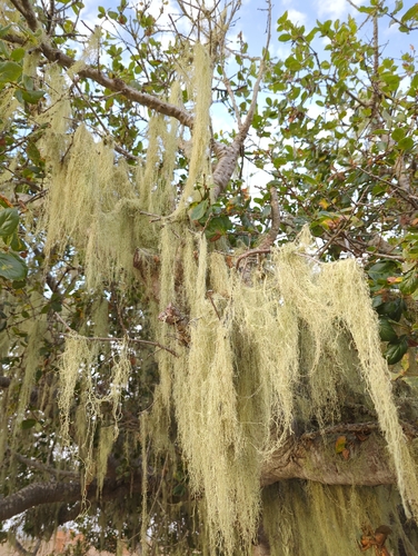 iNaturalist observation photo of lace lichen