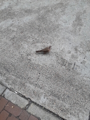 Streptopelia chinensis