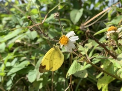 Eurema blanda arsakia