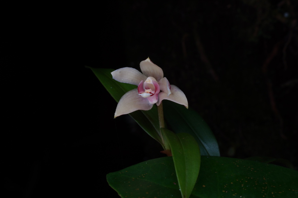Dendrobium tricallosum Ames & C.Schweinf.