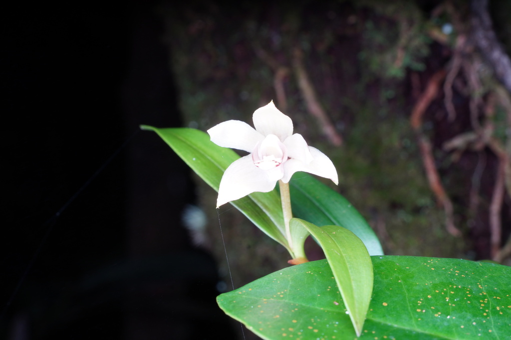Dendrobium tricallosum Ames & C.Schweinf. 3