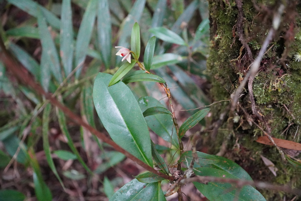 Dendrobium tricallosum Ames & C.Schweinf. 2