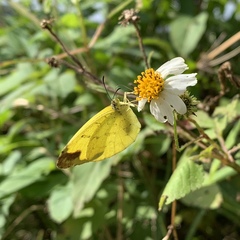 Eurema blanda arsakia