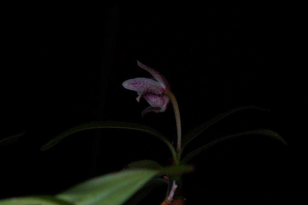 Dendrobium tricallosum Ames & C.Schweinf. 4