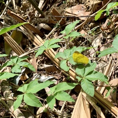 Eurema blanda arsakia