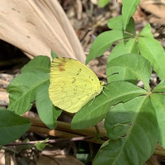 Eurema blanda arsakia