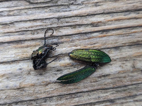 Carabus monilis