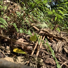 Eurema blanda arsakia