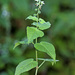 Circaea cordata - Photo (c) V.S. Volkotrub, some rights reserved (CC BY-NC), uploaded by V.S. Volkotrub