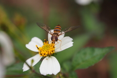 Episyrphus balteatus
