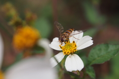 Episyrphus balteatus