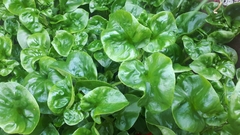 Alternanthera sissoo