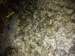 Eleutherodactylus lentus