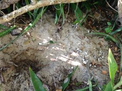 Eretmochelys imbricata