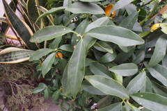 Citrus japonica