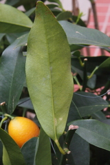 Citrus japonica