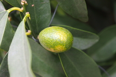 Citrus japonica