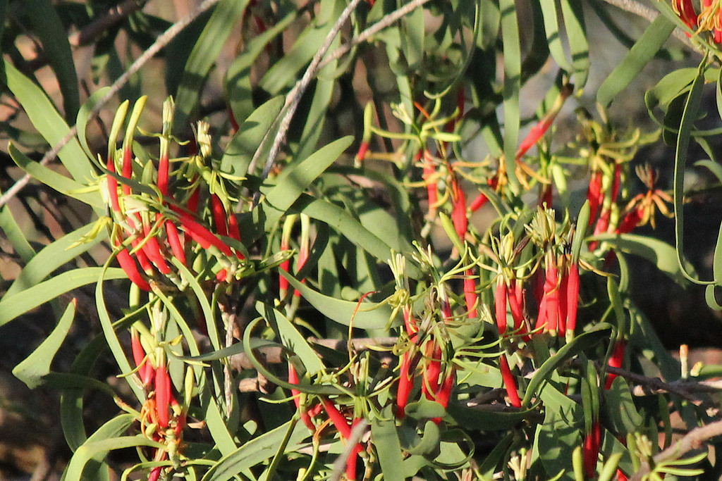 Harlequin Mistletoe