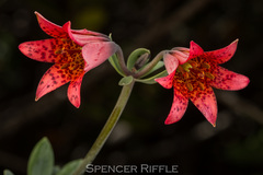Lilium bolanderi