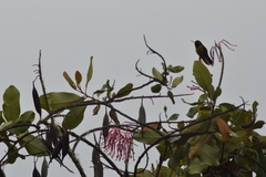 Heliangelus amethysticollis