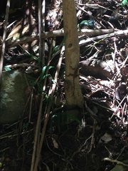 Anolis cristatellus cristatellus