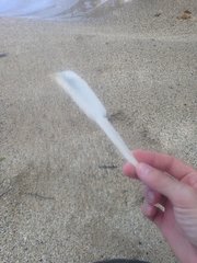 Eretmochelys imbricata