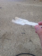 Eretmochelys imbricata