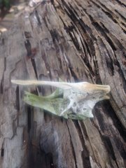 Eretmochelys imbricata