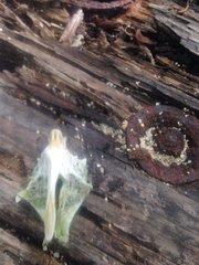 Eretmochelys imbricata