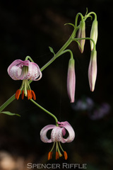 Lilium kelloggii