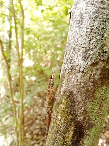 Cuban Twig Anole, Anolis angusticeps