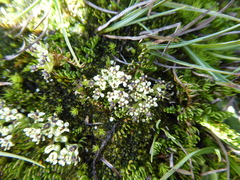 Chaerophyllum colensoi