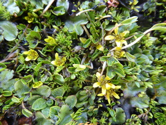 Ranunculus maculatus